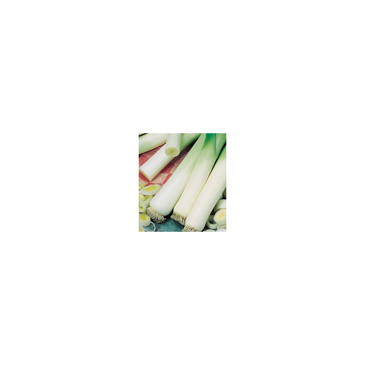 Pór - pórek zimní Natan - osivo pórku - rostlina Allium porrum - 1,5 gr