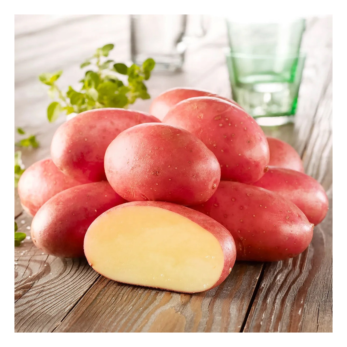 Sadbové brambory Ramona - Solanum tuberosum - 10 ks