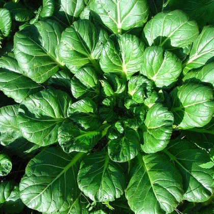 Tatsoi - Brassica rapa var rosularis - prodej semen - 100 ks