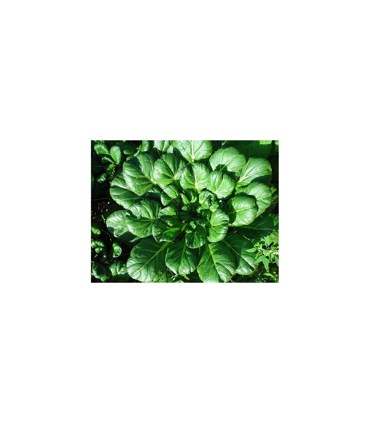 Semínka tatsoi - Brassica rapa var rosularis - Asijská zelenina - prodej semen asijské zeleniny - 100 ks