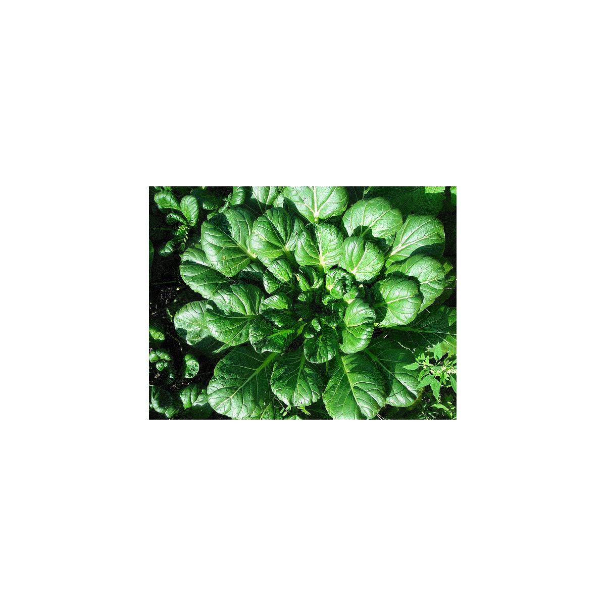 Tatsoi - Brassica rapa var rosularis - prodej semen - 100 ks