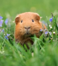 Tráva pro morčata - Kiepenkerl - prodej semen - 1 ks