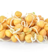 BIO Cizrna beranní - prodej bio semen na klíčení - 200 g