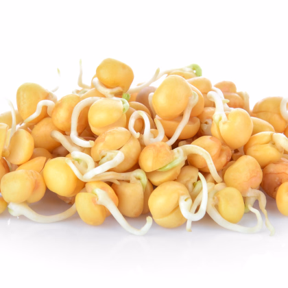 BIO Cizrna beranní - prodej bio semen na klíčení - 200 g