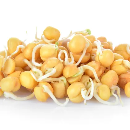BIO Cizrna beranní - prodej bio semen na klíčení - 200 g