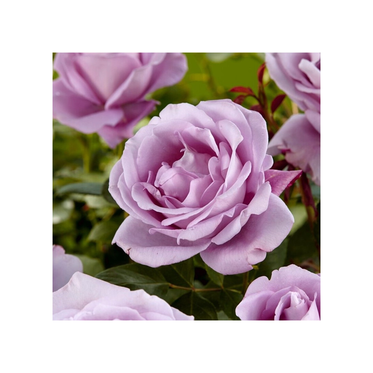 Růže velkokvětá pnoucí fialová - Rosa - prodej prostokořenných sazenic - 1 ks