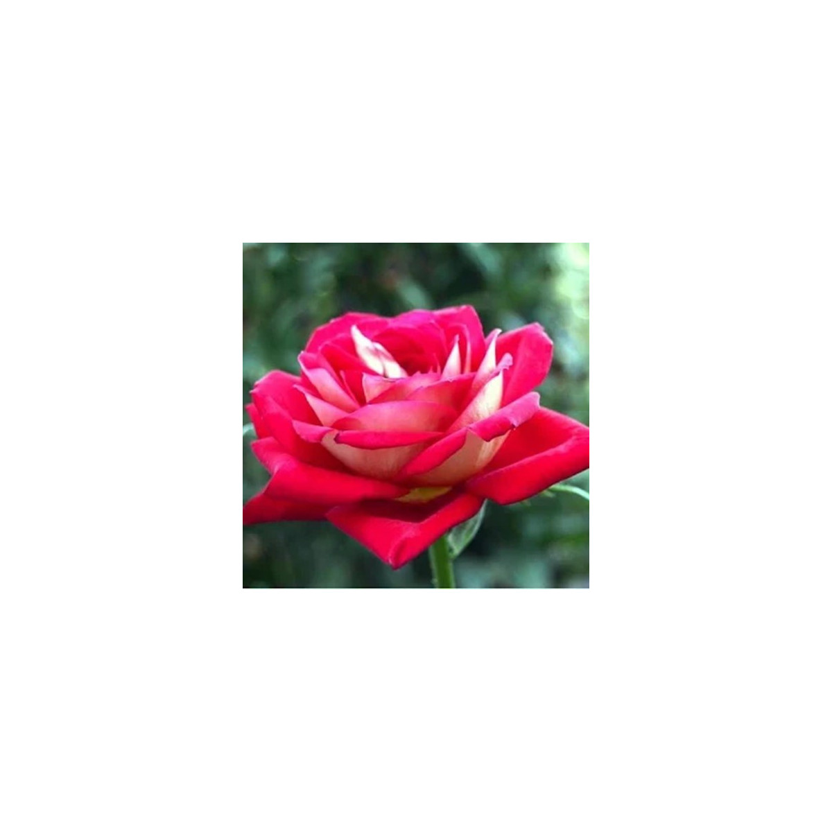 Růže velkokvětá keřová červenobílá - Rosa - prodej prostokořenných sazenic - 1 ks