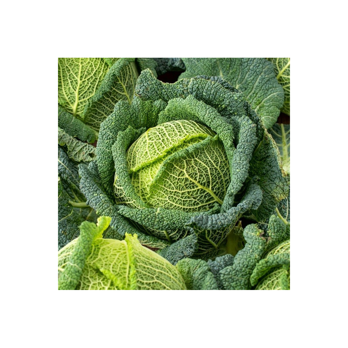 Kapusta hlávková Blistra F1 - Brassica oleracea - prodej semen - 35 ks