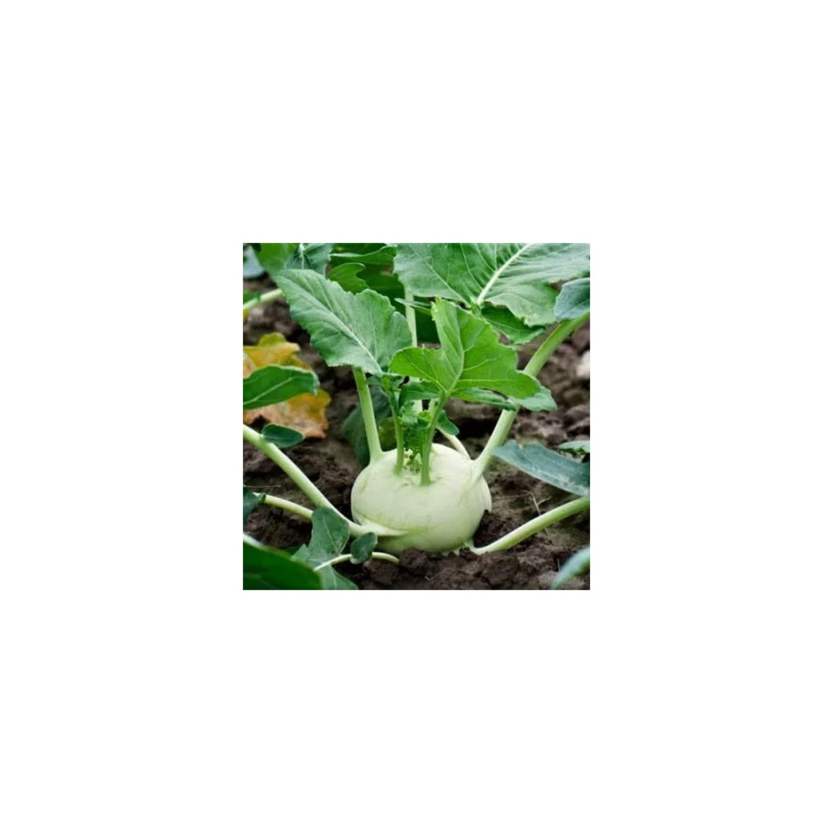 Kedluben Korfu F1 - Brassica oleracea L. - prodej semen - 50 ks