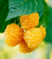 Maliník žlutý - Rubus idaeus - prodej prostokořenných sazenic - 1 ks
