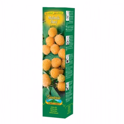 Maliník žlutý - Rubus idaeus - prodej prostokořenných sazenic - 1 ks