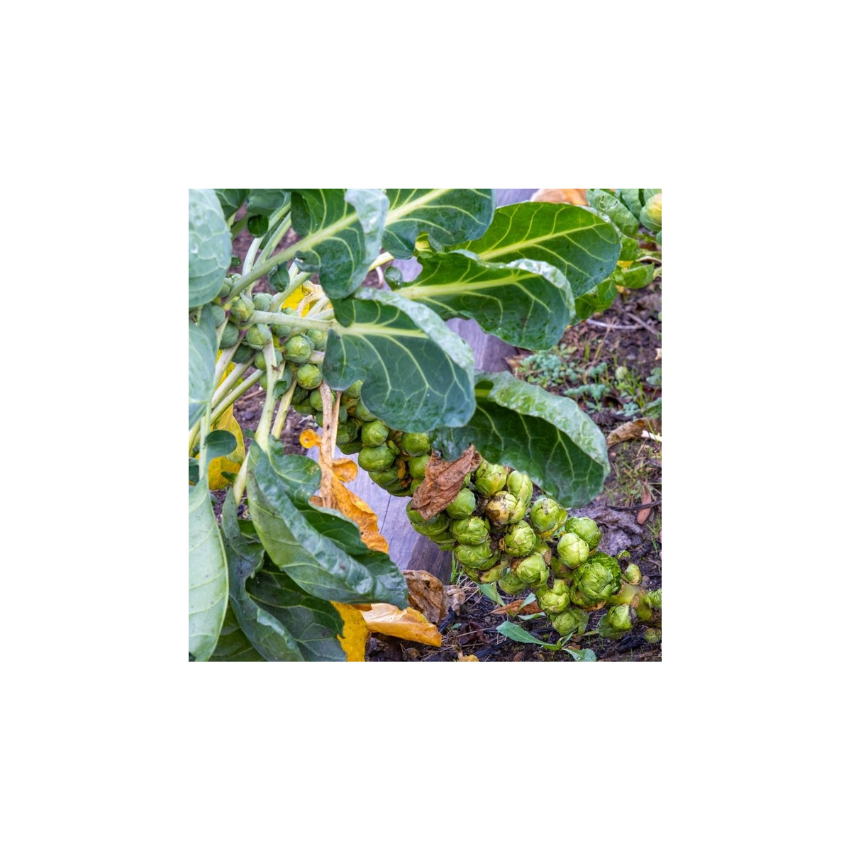 BIO Kapusta růžičková Groninger - Brassica oleracea - prodej bio semen - 50 ks