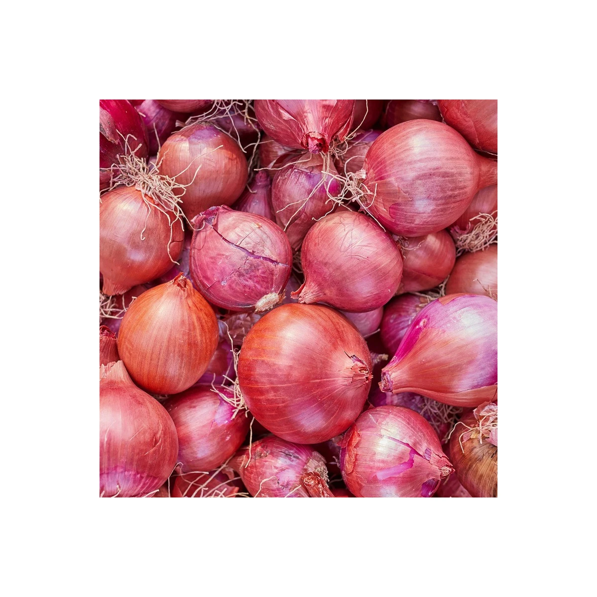 Cibule šalotka Camelot F1 - Allium cepa - prodej semen - 50 ks