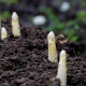 Chřest lékařský Argenteuil k bělení - Asparagus officinalis - prodej semen - 30 ks