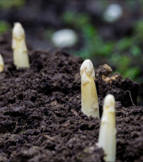Chřest lékařský Argenteuil k bělení - Asparagus officinalis - prodej semen - 30 ks