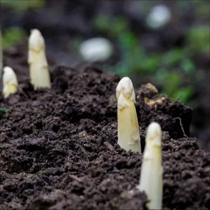 Chřest lékařský Argenteuil k bělení - Asparagus officinalis - prodej semen - 30 ks