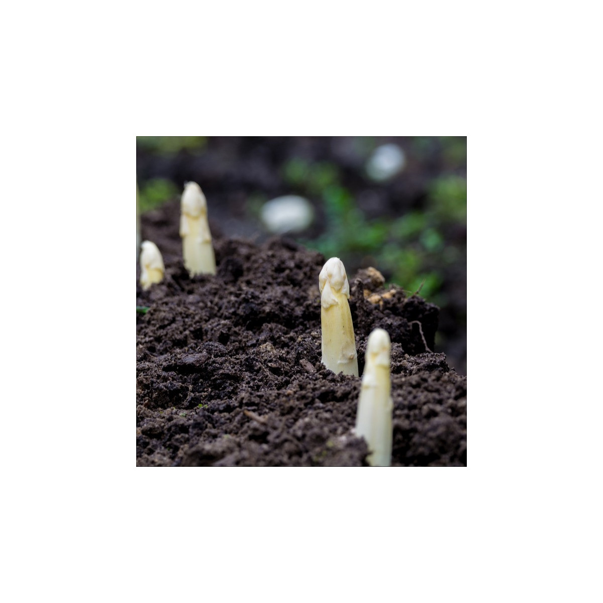 Chřest lékařský Argenteuil k bělení - Asparagus officinalis - prodej semen - 15 ks