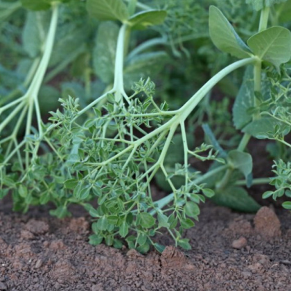 Hrách kadeřavý Akacia - Pisum sativum - prodej semen - 30 ks