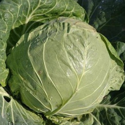 BIO Bílé zelí Premier - prodej bio semen - Brassica oleracea - 0,3 gr