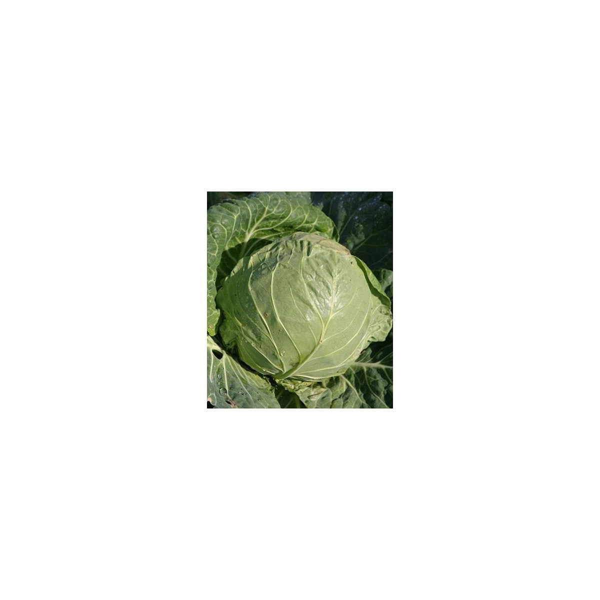 BIO Bílé zelí Premier - prodej bio semen - Brassica oleracea - 0,3 gr