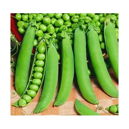 Hrách cukrový - Hendriks - Pisum sativum - semena hrášku - 12 gr