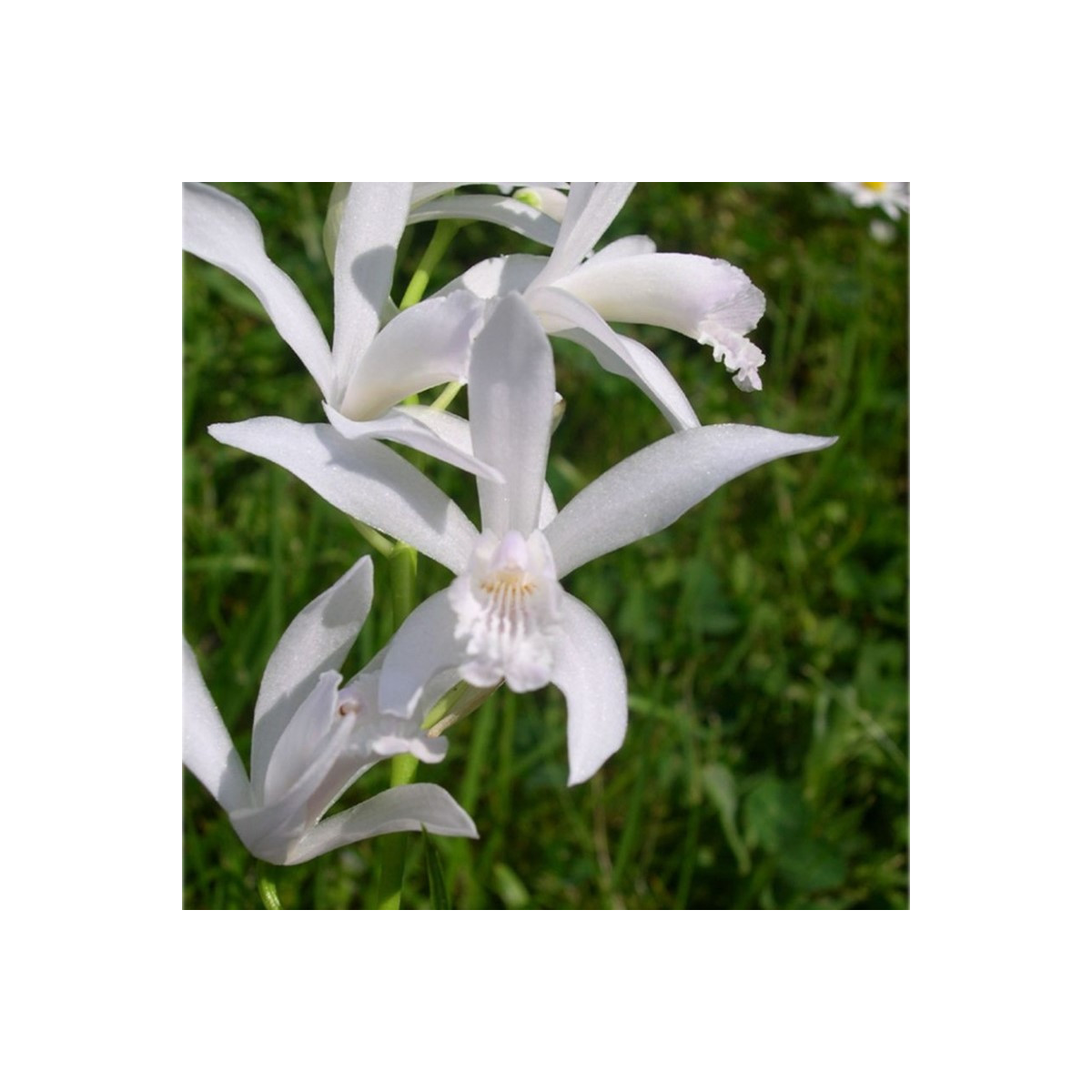 Orchidej vzpřímená bílá - Bletilla striata alba - prodej cibulovin - 1 ks