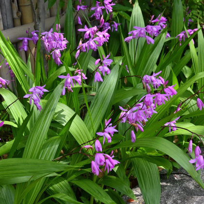 Orchidej vzpřímená růžová - Bletilla striata pink - prodej cibulovin - 1 ks