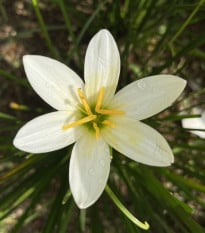 Dešťová lilie bílá - Zephyrantes candida - prodej cibulovin - 3 ks