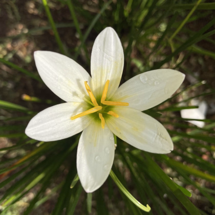 Dešťová lilie bílá - Zephyrantes candida - prodej cibulovin - 3 ks