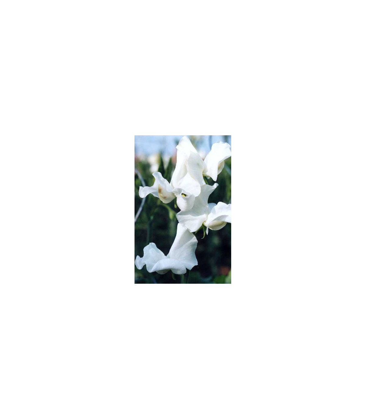 Hrachor pnoucí královský bílý - Lathyrus odoratus - prodej semen - 20 ks