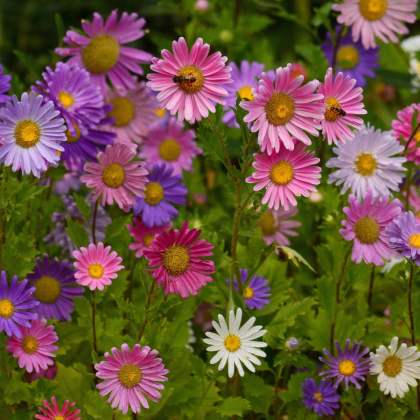 BIO Astra čínská směs - Callistephus chinensis - prodej bio semen - 50 ks