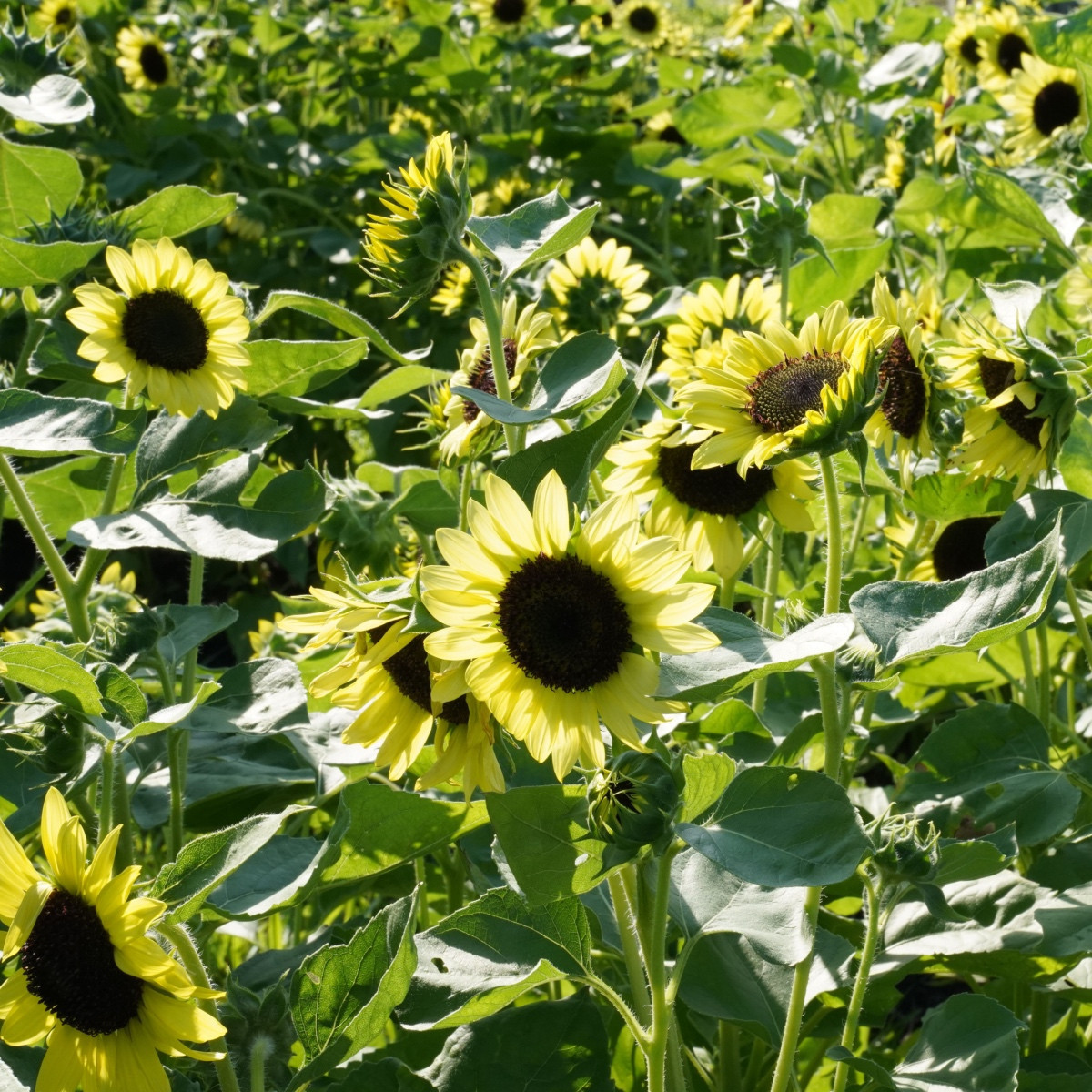 BIO Slunečnice Primrose - Helianthus annuus - prodej bio semen - 10 ks