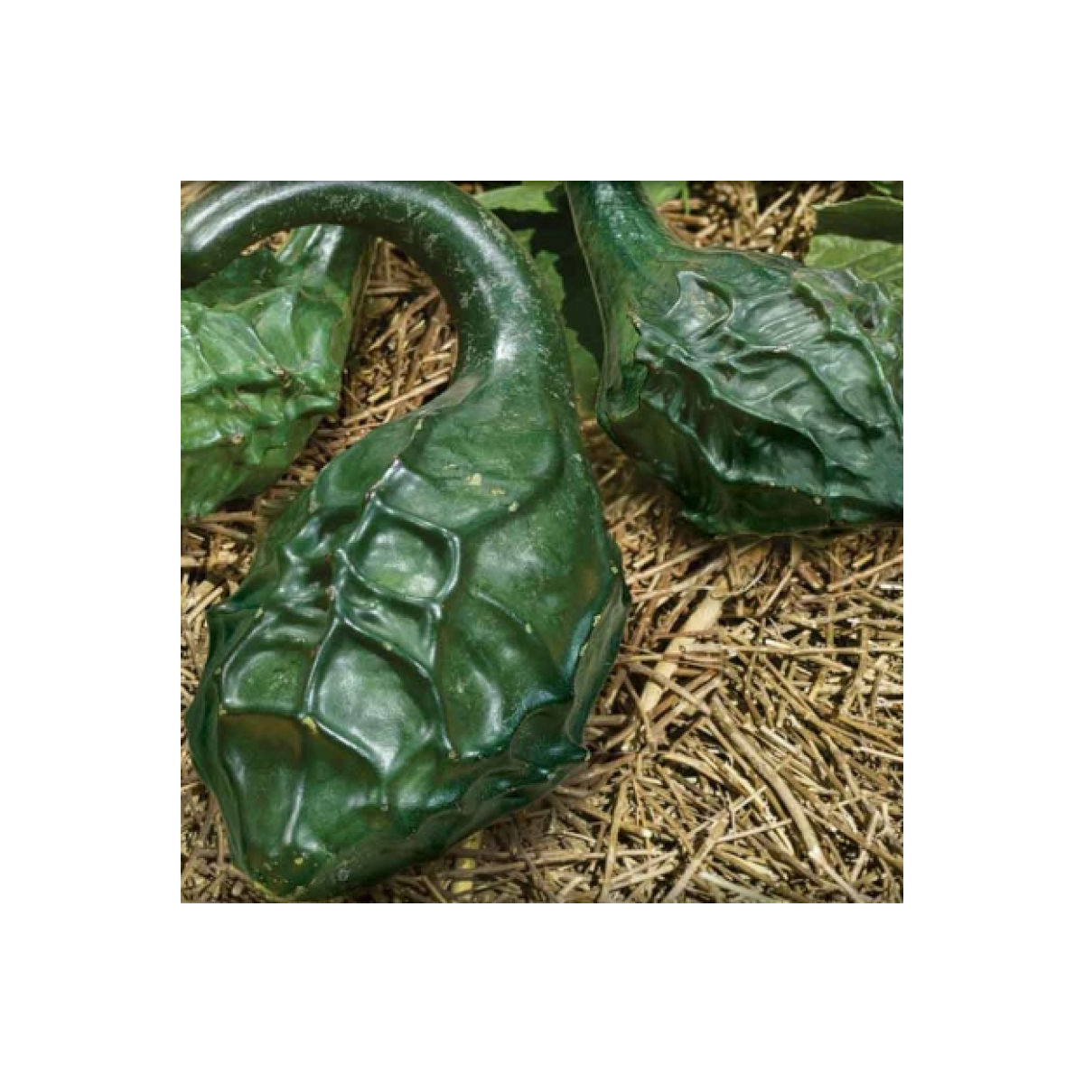 Tykev okrasná Dinosaurus - Cucurbita sicenaria - prodej semen - 6 ks