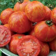 Rajče Červená zebra - Solanum lycopersicum - prodej semen - 6 ks