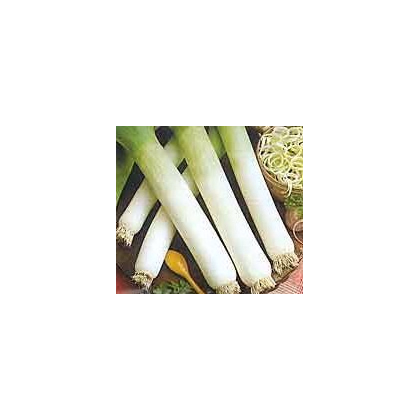 Pór - Genita - osivo pórku - rostlina Allium porrum - 1,5 gr