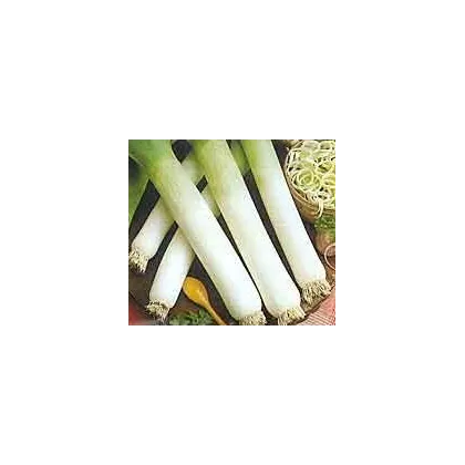 Pór - Genita - osivo pórku - rostlina Allium porrum - 1,5 gr