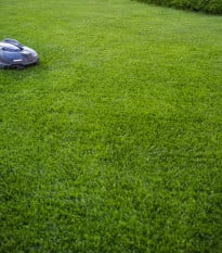 Trávník Comfort pro robotické sekačky - Kiepenkerl - prodej semen - 10 kg