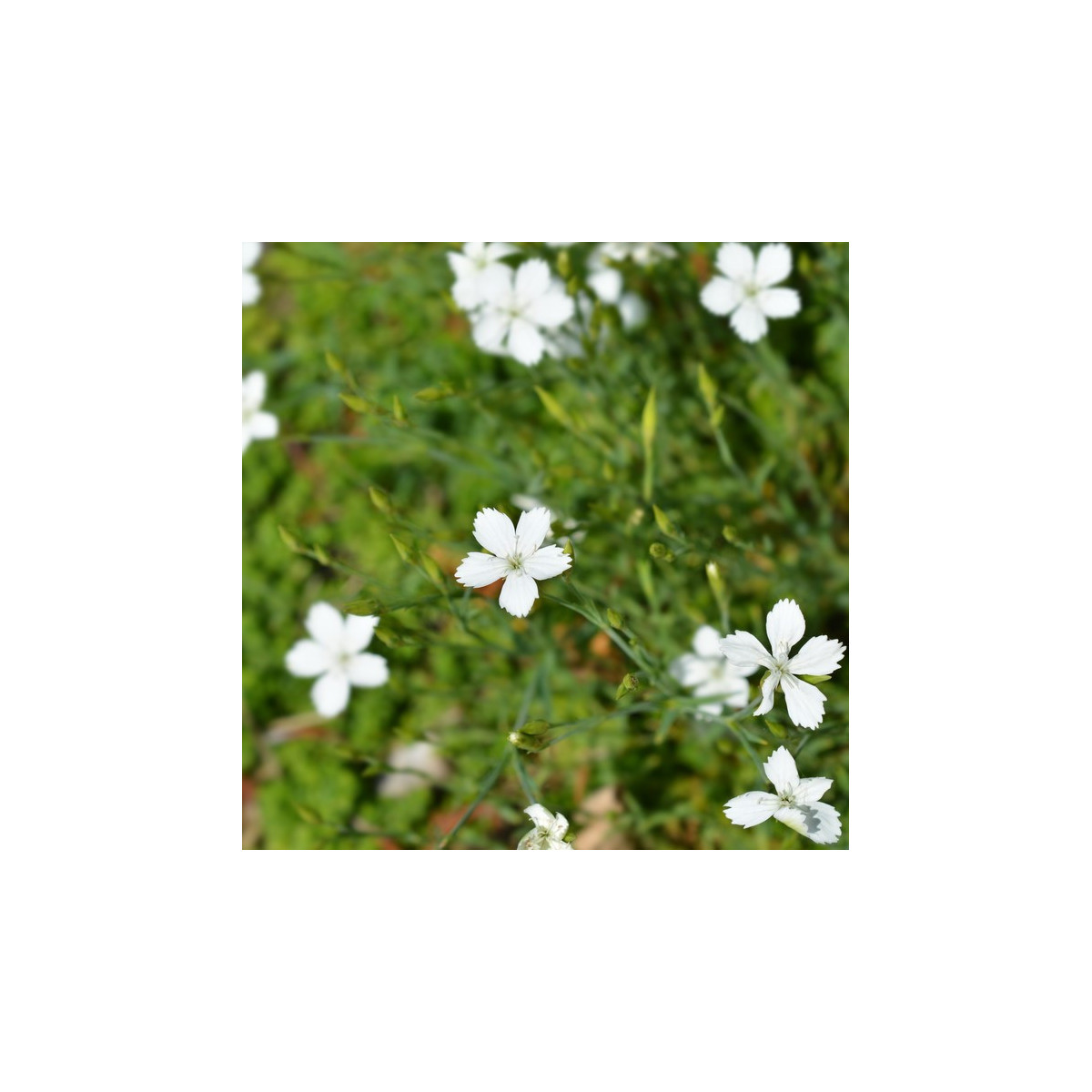 Hvozdík kropenatý bílý - Dianthus deltoides - prodej semen - 100 ks