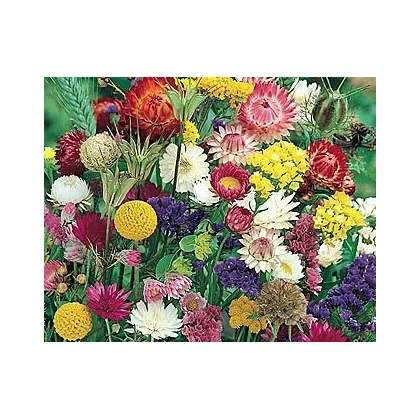 Letničky k sušení - směs - prodej semen - 0,9 g