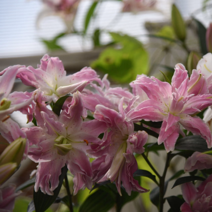 Lilie Lotus Elegance - Lilium - prodej cibulovin - 1 ks