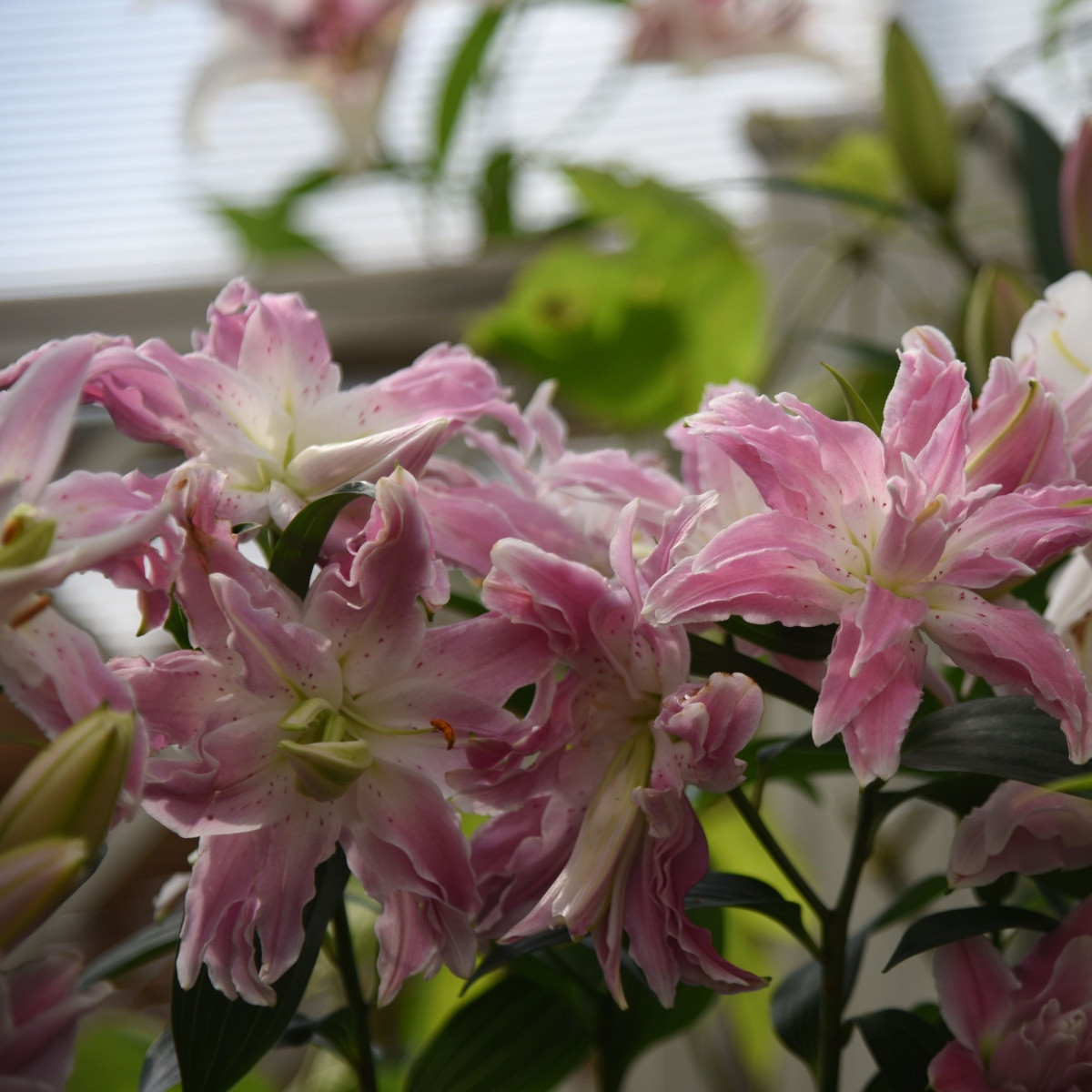 Lilie Lotus Elegance - Lilium - prodej cibulovin - 1 ks