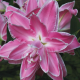 Lilie Lotus Wonder - Lilium - prodej cibulovin - 1 ks