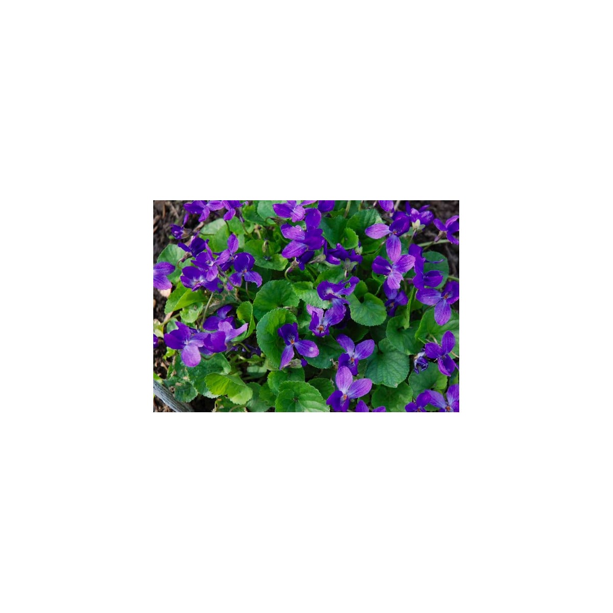 Violka vonná Královna Šarlot - Viola odorata - prodej semen - 50 ks