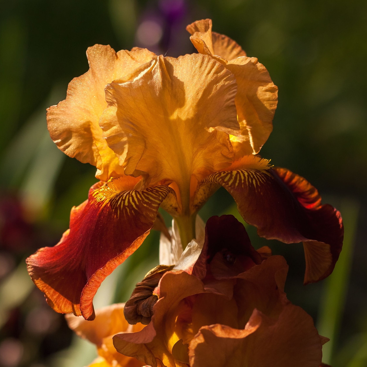 Kosatec německý oranžový - Iris germanica - prodej hlíz - 1 ks