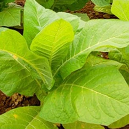 Tabák Burley - rostlina Nicotiana tabacum - semena tabáku - 20 ks