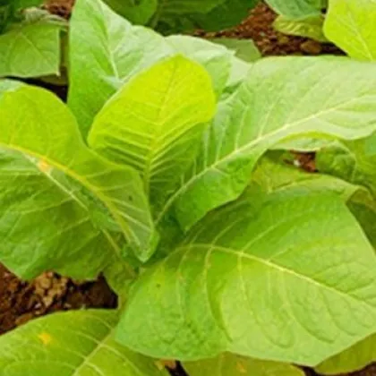 Tabák Burley - rostlina Nicotiana tabacum - semena tabáku - 20 ks