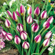 Tulipán Persian Pearl - Tulipa humilis - prodej cibulovin - 3 ks