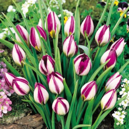 Tulipán Persian Pearl - Tulipa humilis - prodej cibulovin - 3 ks