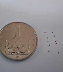 Lithops dinteri Dintergreen - prodej semen - 10 ks