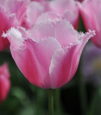 Tulipán Louvre - Tulipa - prodej cibulovin - 3 ks